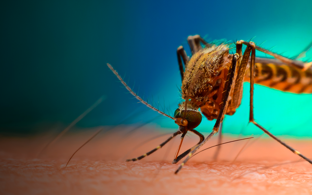 Recomendaciones para el control efectivo de mosquitos